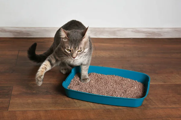 Cute cat in plastic litter box — Stock Photo, Image