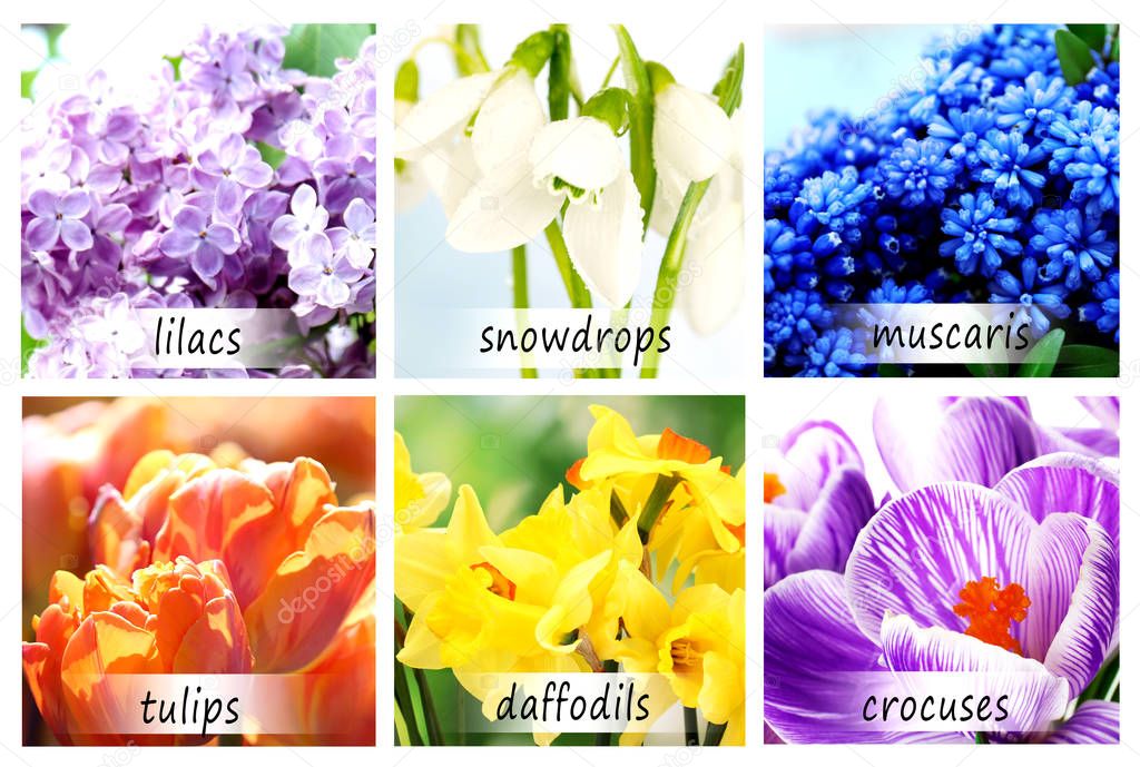 Pictures: beautiful flower and names | Collage of beautiful flowers ...