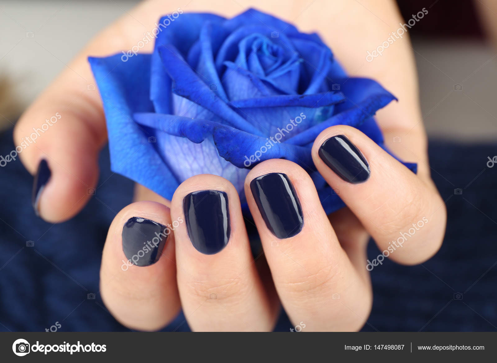Fotos de Rosa azul, Imagens de Rosa azul sem royalties | Depositphotos