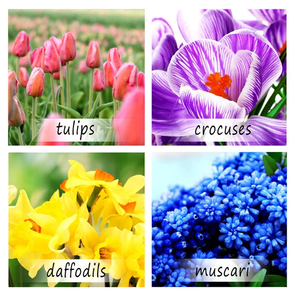 Collage aus schönen Blumen — Stockfoto