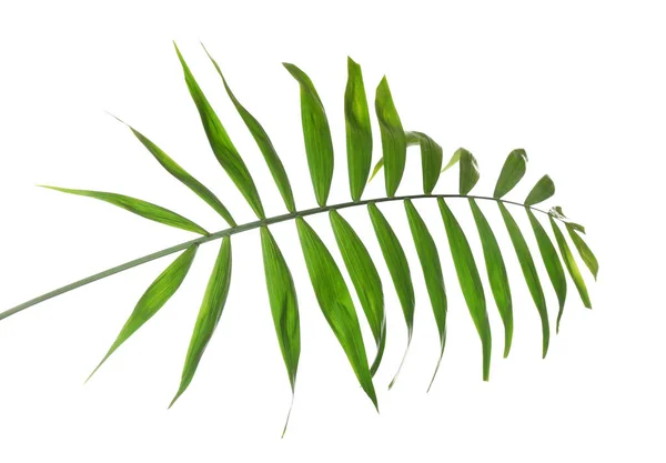 Green coconut leaf — Stock Photo, Image