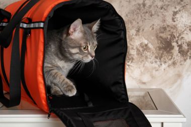 Kedi taşıyıcı çanta