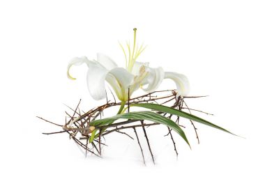 Crown of thorns and Easter white lily
