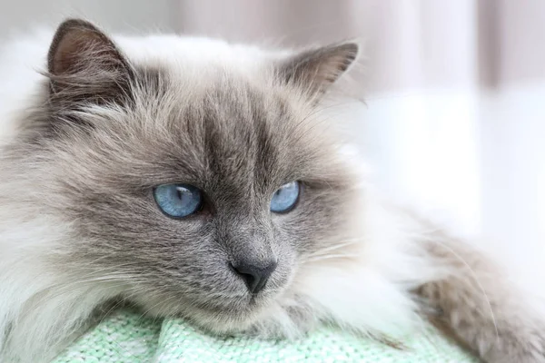 Lindo gato en casa —  Fotos de Stock