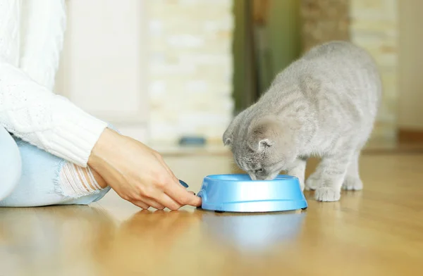 Jovem mulher alimentando gato bonito — Fotografia de Stock