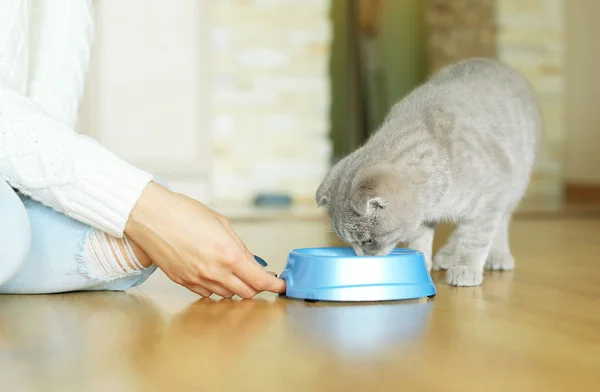 Young woman feeding cute cat — Stock Photo, Image