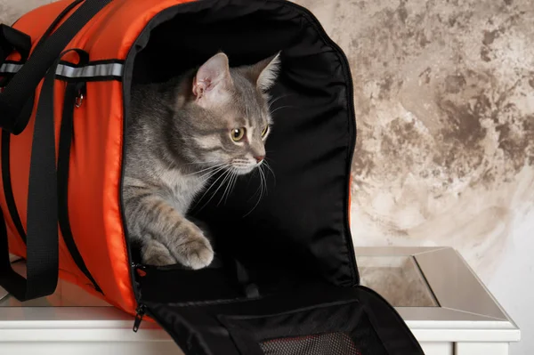 Kočka v nákupní taška — Stock fotografie