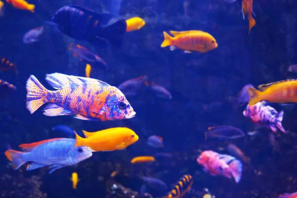 Exotische zoetwater vissen in aquarium — Stockfoto