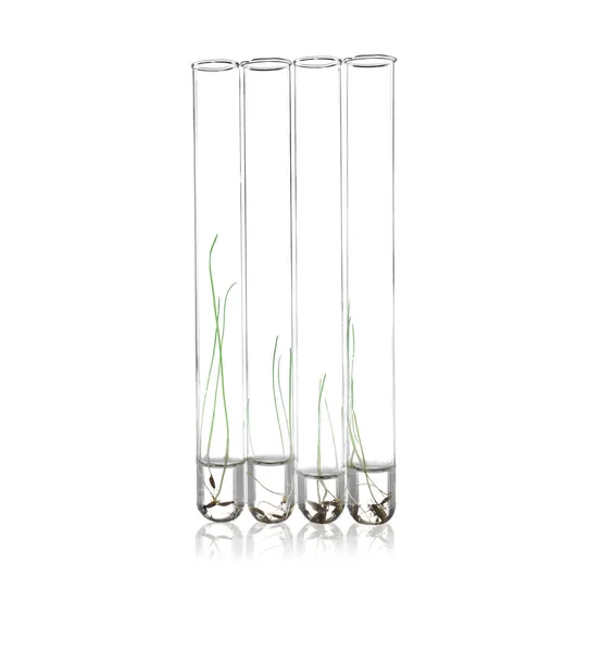 Plants in test tubes — Stok fotoğraf