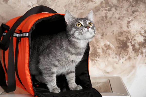 Кошка в сумке — стоковое фото