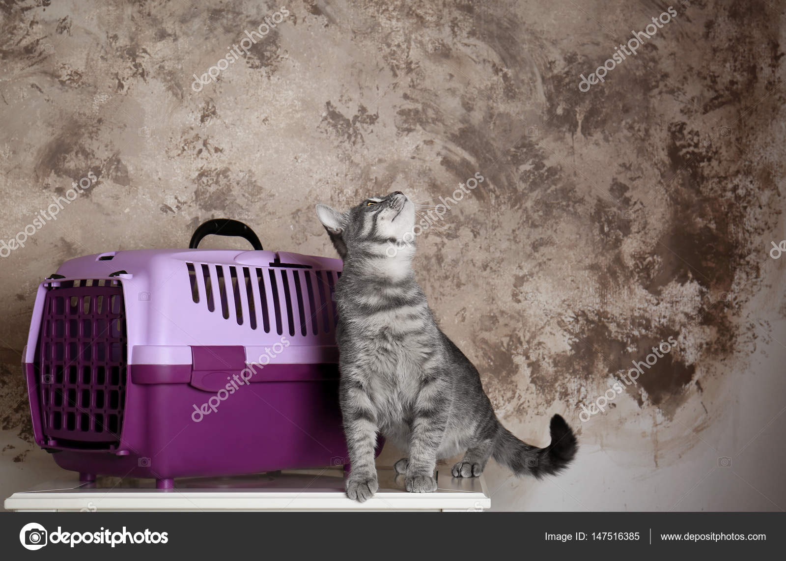 Cat and carrier box — Stock Photo © belchonock 147516385