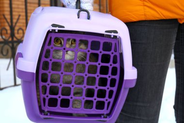 taşıyıcı kutusu ile kedi