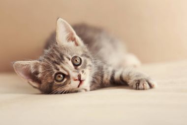 Evdeki sevimli kedi yavrusu.