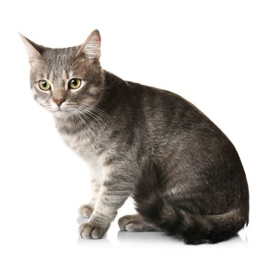 şirin Gri kedi