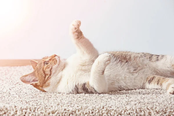 ??カーペットの上に横たわってかわいい猫 — ストック写真