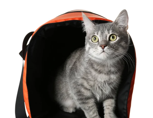 Γάτα σε μεταφορέα τσάντα — Φωτογραφία Αρχείου