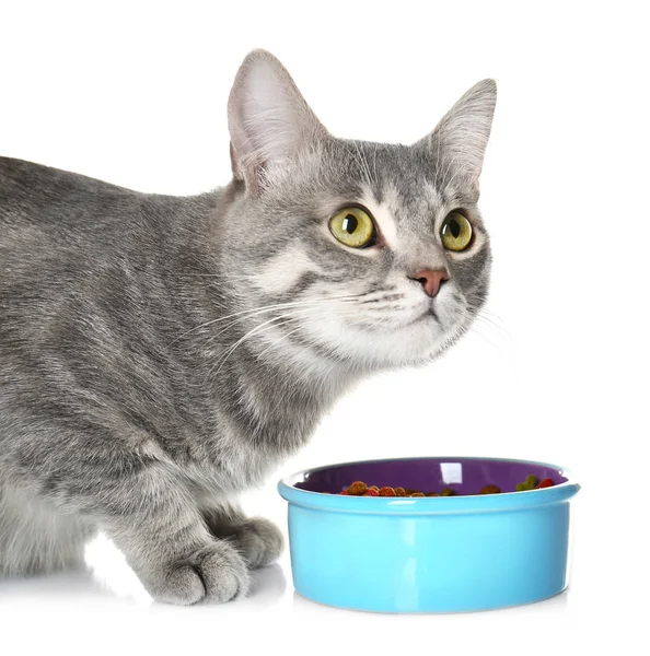 Ładny kot jedzenie — Zdjęcie stockowe