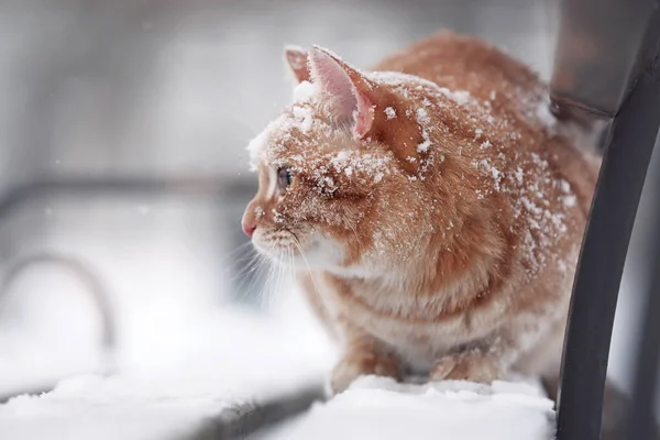 Gato bonito coberto de neve — Fotografia de Stock