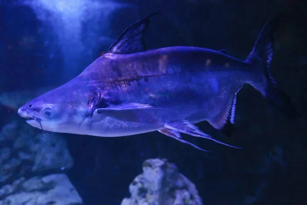 Exotic freshwater fish in aquarium — Stock Photo, Image