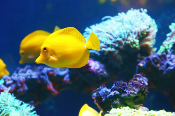 Экзотические коралловые рыбы в аквариуме — стоковое фото