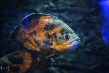 Akvaryum egzotik tatlı su balığı