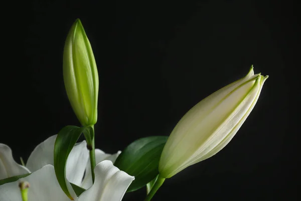 Beautiful lily buds — Stock Photo, Image