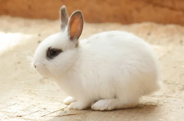 かわいい面白いウサギ — ストック写真