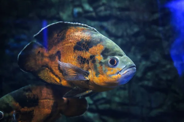 Egzotikus édesvízi halak az akváriumban — Stock Fotó