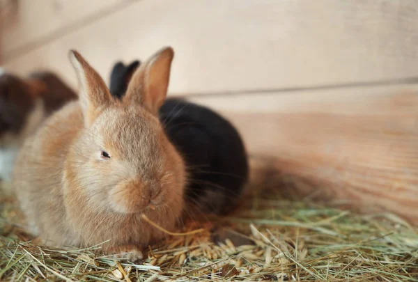 Söt rolig kanin — Stockfoto