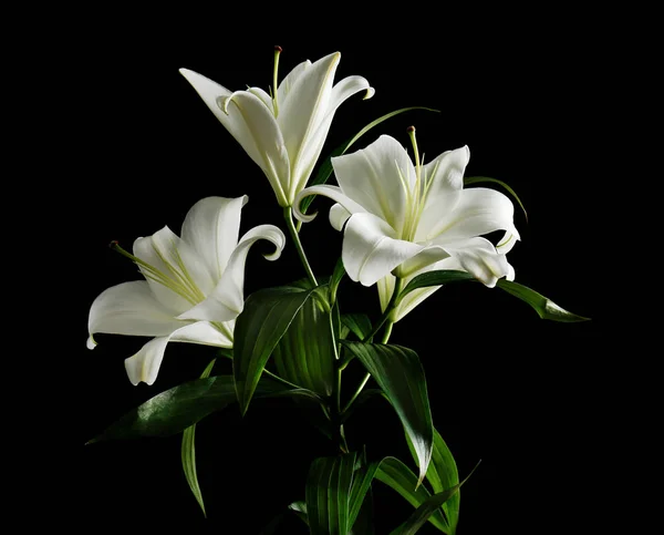 Schöne weiße Lilien — Stockfoto
