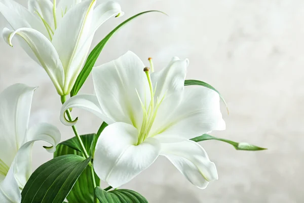 Beautiful white lilies — Stock Photo, Image