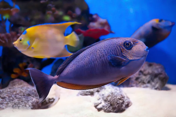 Pesci di mare esotici in acquario — Foto Stock