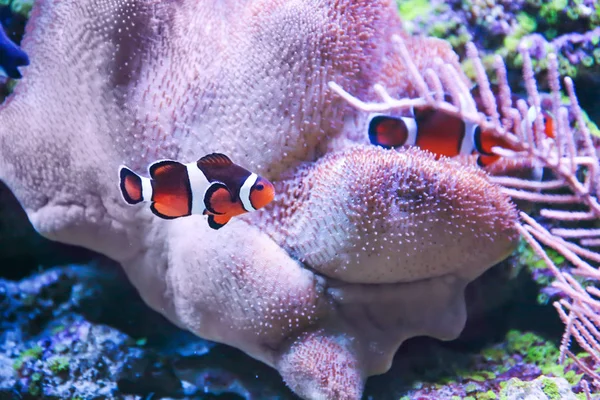 Exotische Korallenfische im Aquarium — Stockfoto