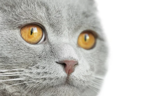 Bozal de gato gris — Foto de Stock