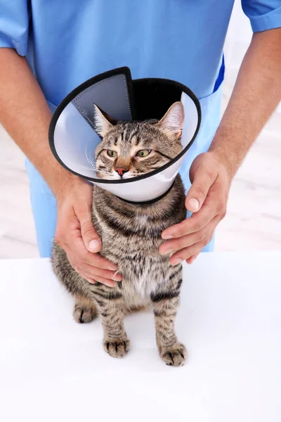 Veterinario examinando gato en cono de vergüenza — Foto de Stock