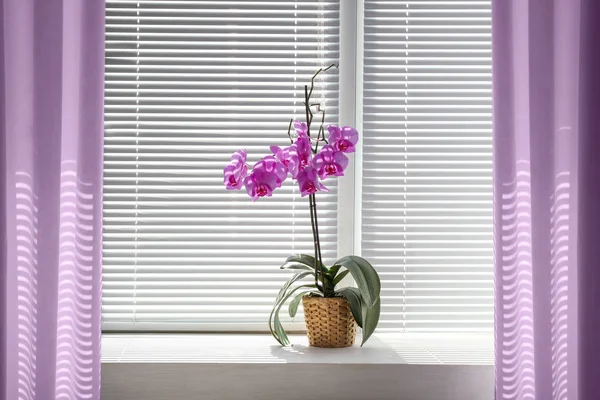 Beautiful orchid in pot — Stock Photo, Image