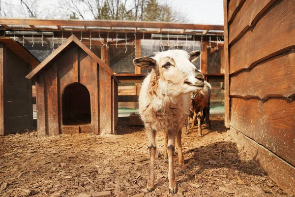 Mignon mouton drôle — Photo