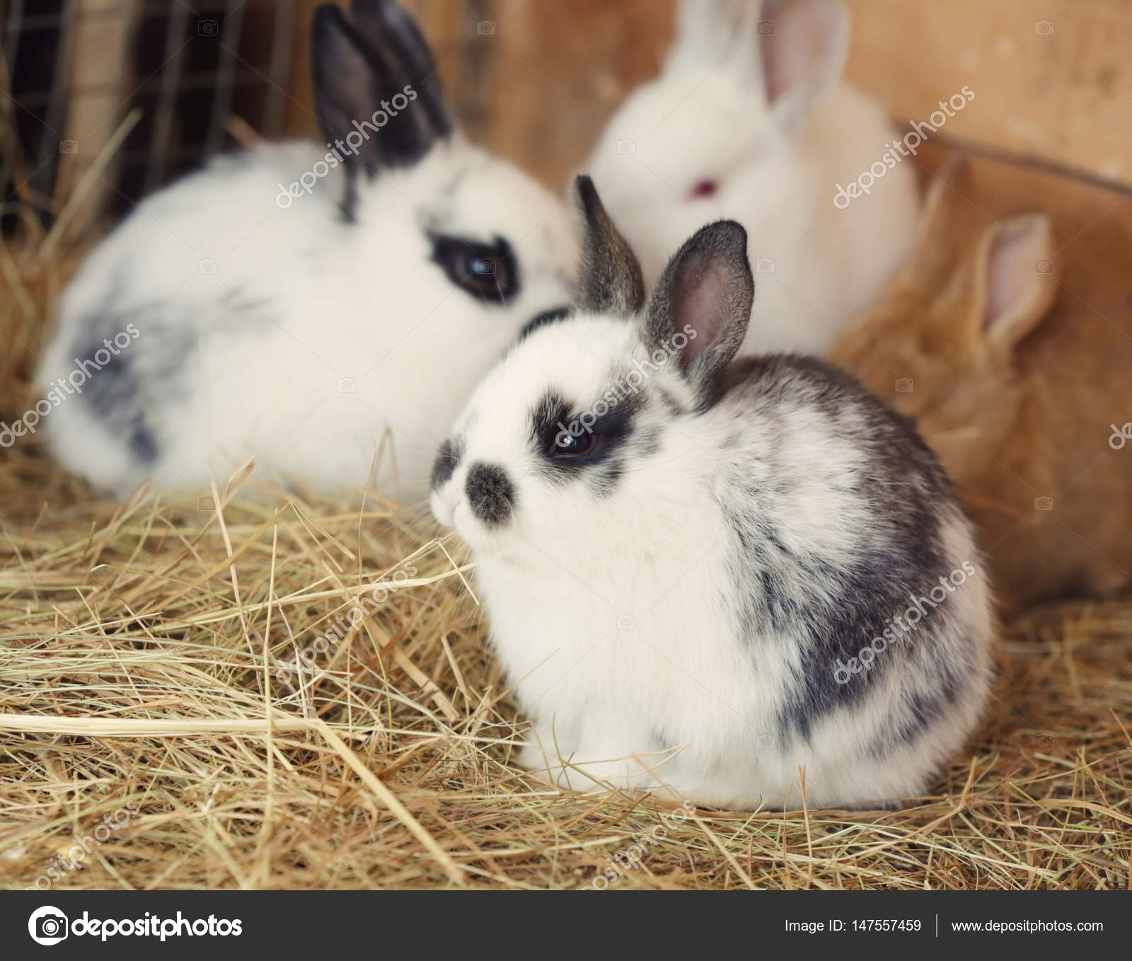 Funny rabbits Stock Photos, Royalty Free Funny rabbits Images | Depositphotos Funny rabbits Stock Photos, Royalty Free Funny rabbits Images | Depositphotos