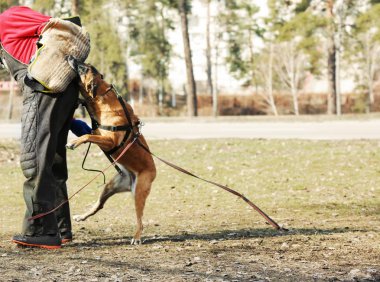 Training of working dog outdoors clipart