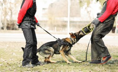 Açık havada çalışan köpek eğitim