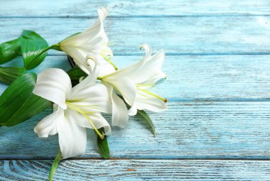 güzel beyaz lilyum 