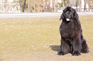 siyah newfoundland köpek 