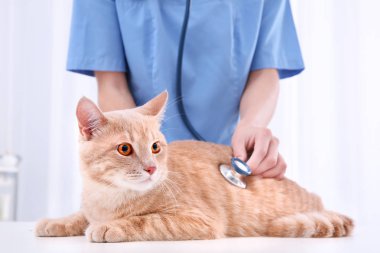 Veteriner kliniğinde stetoskop ile muayene kedi