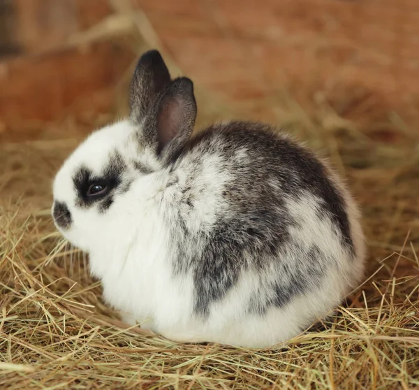 Roztomilý králík legrační — Stock fotografie