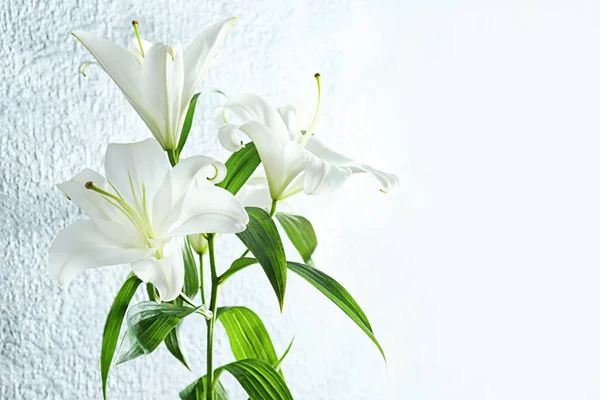 Beautiful white lilies — Stock Photo, Image