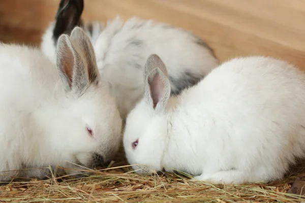 Cute funny rabbits — Stock Photo, Image