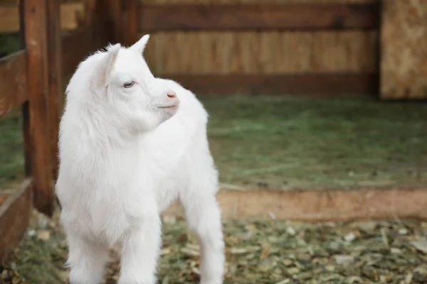 Cute funny goat kid — Stock Photo, Image