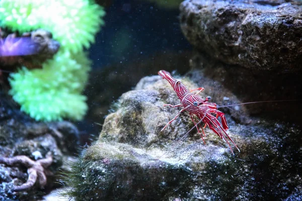 Kleine Streifengarnelen im Aquarium — Stockfoto