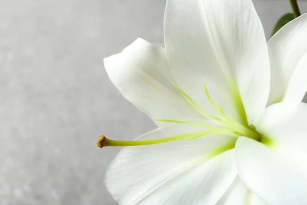 Beautiful white lily — Stockfoto