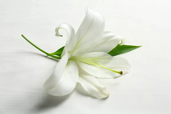 美しい白いユリ — ストック写真